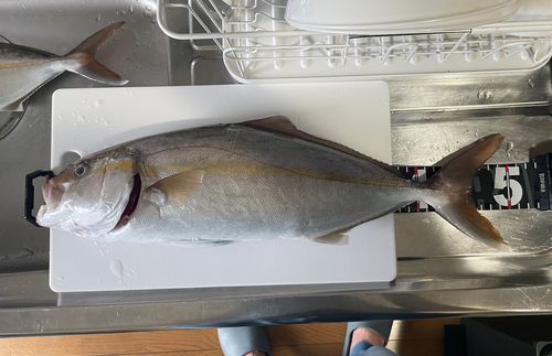 ショゴの釣果