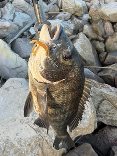 チヌの釣果
