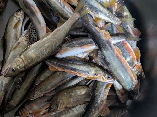 アユの釣果