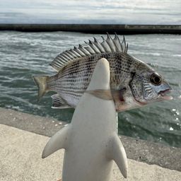 クロダイ