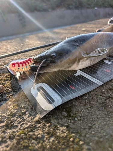 ナマズの釣果
