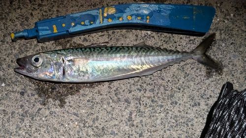 釜石湾