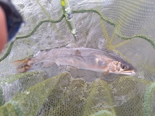 アユの釣果