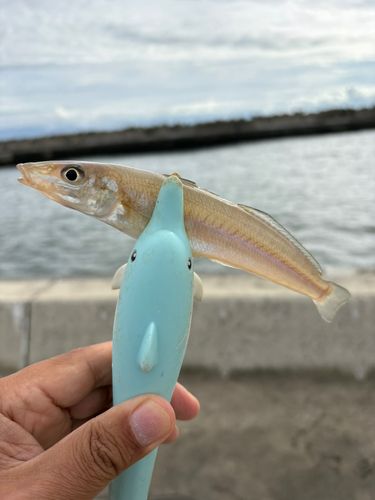キスの釣果