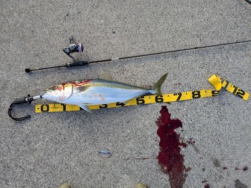ハマチの釣果