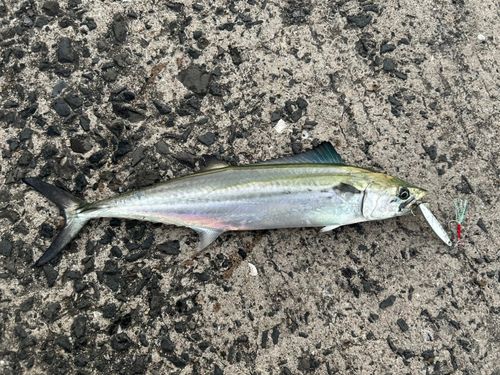 サゴシの釣果