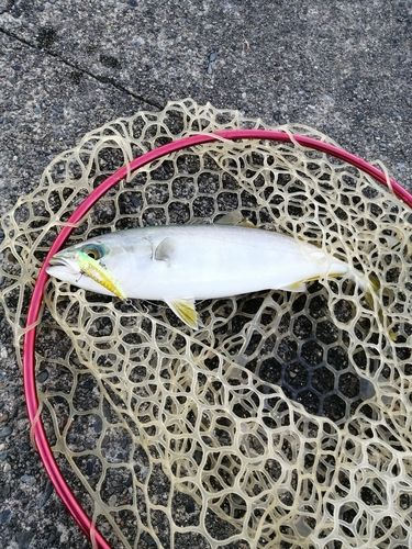 表浜名湖