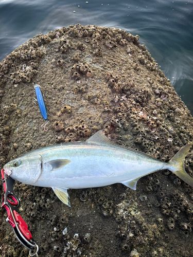 ヤズの釣果