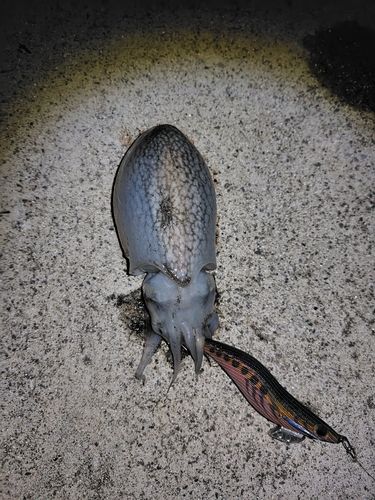 シリヤケイカの釣果