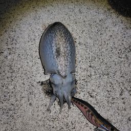 シリヤケイカ