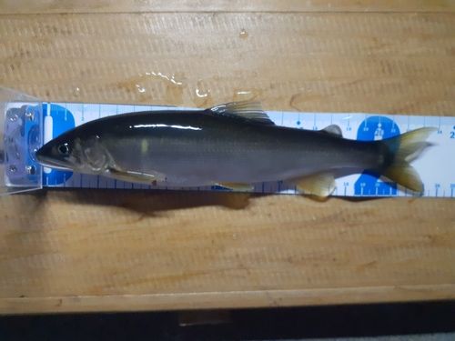 アユの釣果