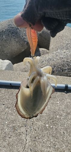 コウイカの釣果