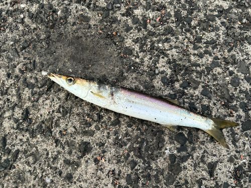 アカカマスの釣果