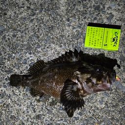 ムラソイ