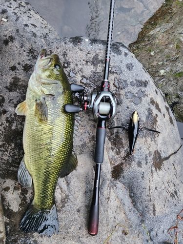 ブラックバスの釣果