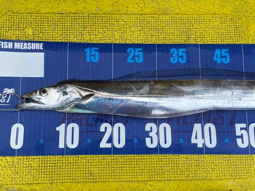 タチウオの釣果
