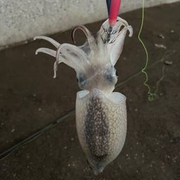 シリヤケイカ