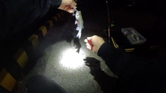 セイゴ（マルスズキ）の釣果