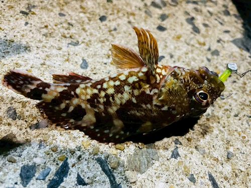 アラカブの釣果
