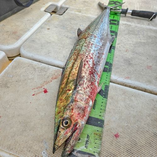 サワラの釣果
