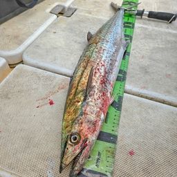 サワラ