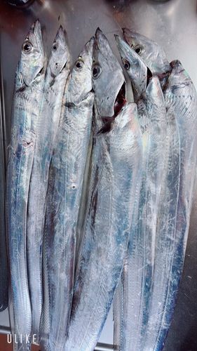 タチウオの釣果