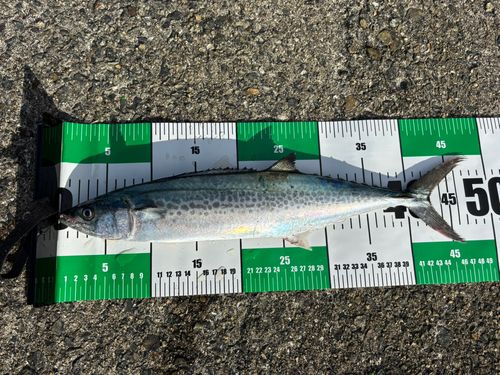 サゴシの釣果