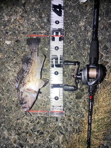 クロソイの釣果