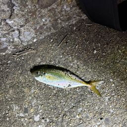 アジ