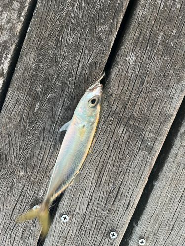 サバの釣果