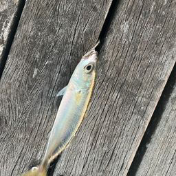 サバ