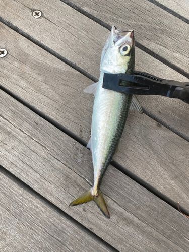 サバの釣果