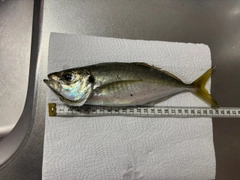 マアジの釣果