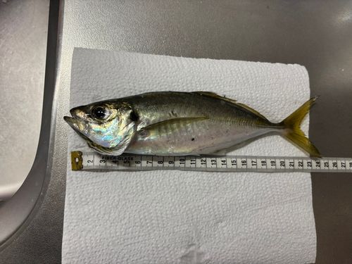 マアジの釣果