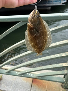 メッキの釣果