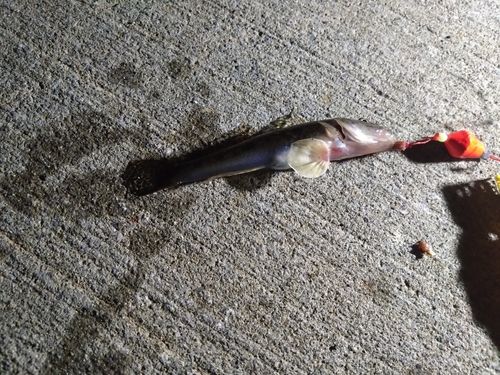 ハゼの釣果
