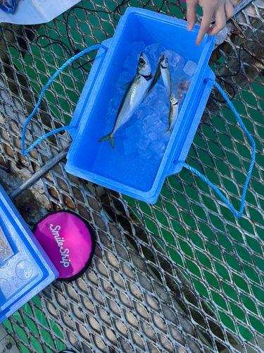 サバの釣果
