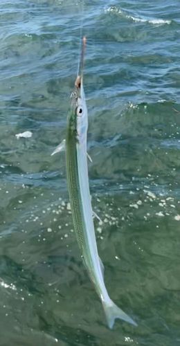 サヨリの釣果