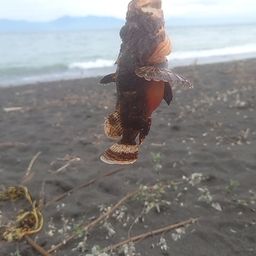 カサゴ