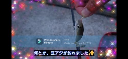マアジの釣果