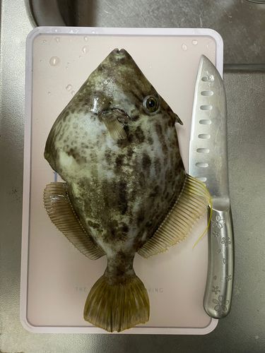 カワハギの釣果