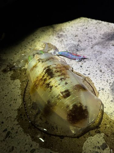 アオリイカの釣果