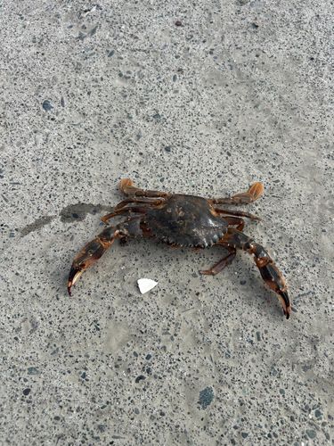 カニの釣果