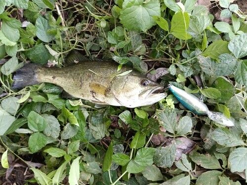 ラージマウスバスの釣果
