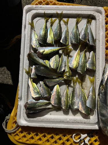 アジの釣果