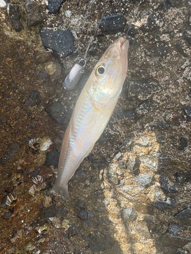 キスの釣果