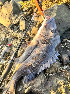 チヌの釣果