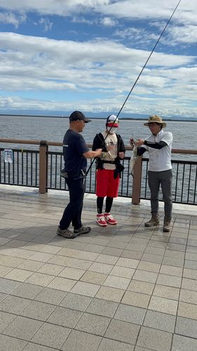 サゴシの釣果