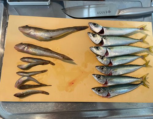 マハゼの釣果