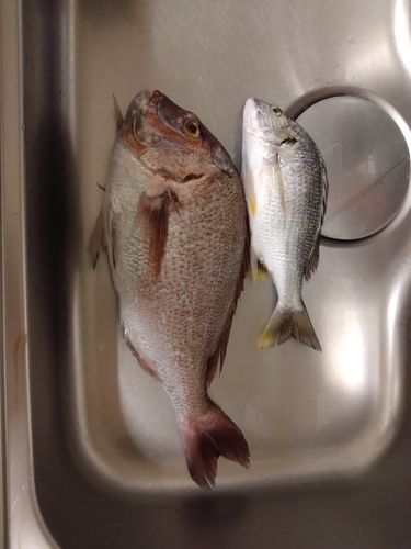 タイの釣果